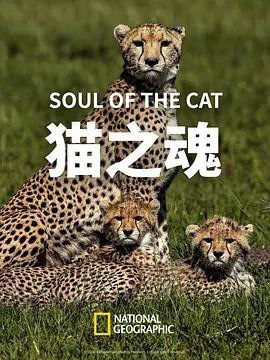 猫之魂 (2017) 4K 中英硬字幕