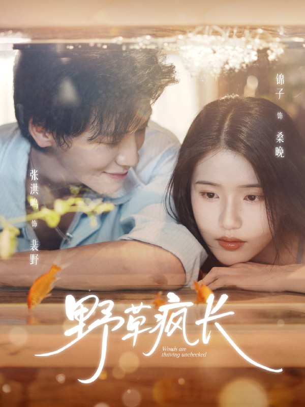 野草疯长（71集）张洪鸣＆锦子|短剧