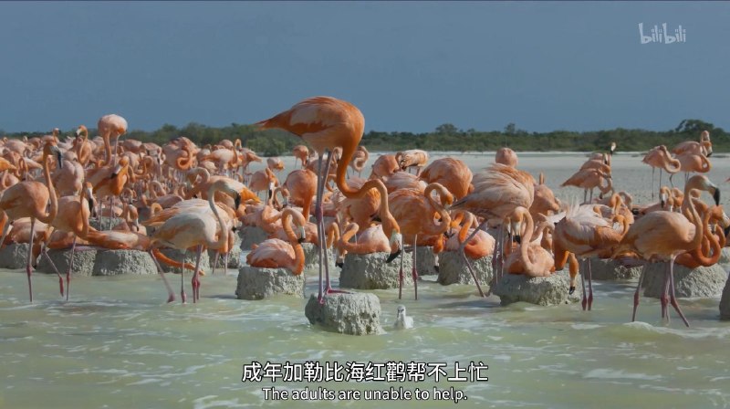 BBC地球脉动 Planet Earth 全三季 (2006-2016) 4K 高码率 国英双语 [纪录片/自然] BBC