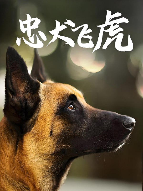 忠犬飞虎 (33集) 吴桂洲&谭镁纶 | 短剧