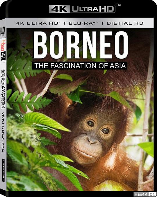 婆罗洲：亚洲的魅力 Borneo The Fascination of Asia (2017) 4K/2160p 原盘Remux 中文字幕 【34.03GB】已刮削