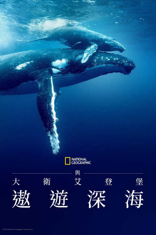 大卫·爱登堡:海洋 (2025) 4K高码.外挂中英字幕