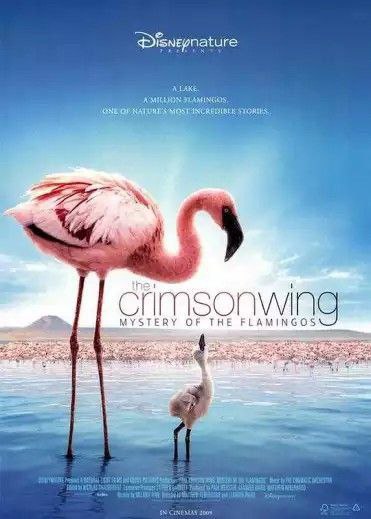 红色翅膀:火烈鸟故事 (2008) 1080P 中英外挂字幕