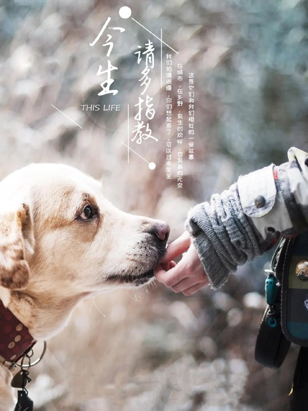 今生，请多指教 (2018)