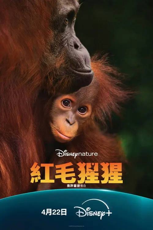 红毛猩猩