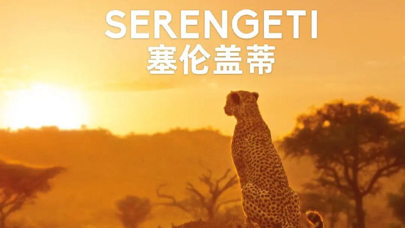 塞伦盖蒂 第一季 Serengeti Season 1 (2019)